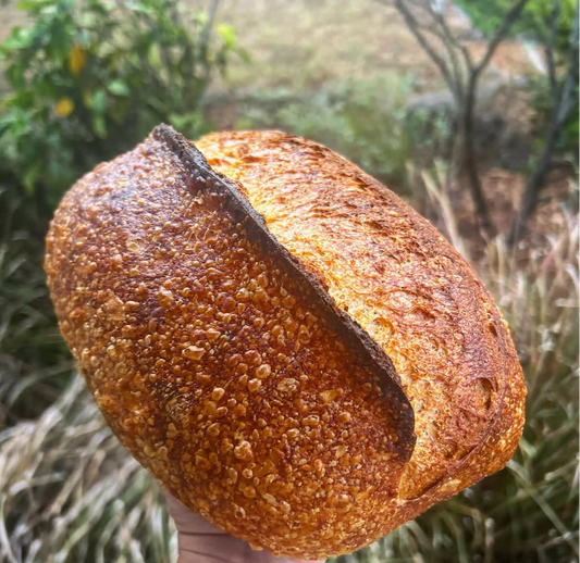 Blue Corn and Pepita Sourdough